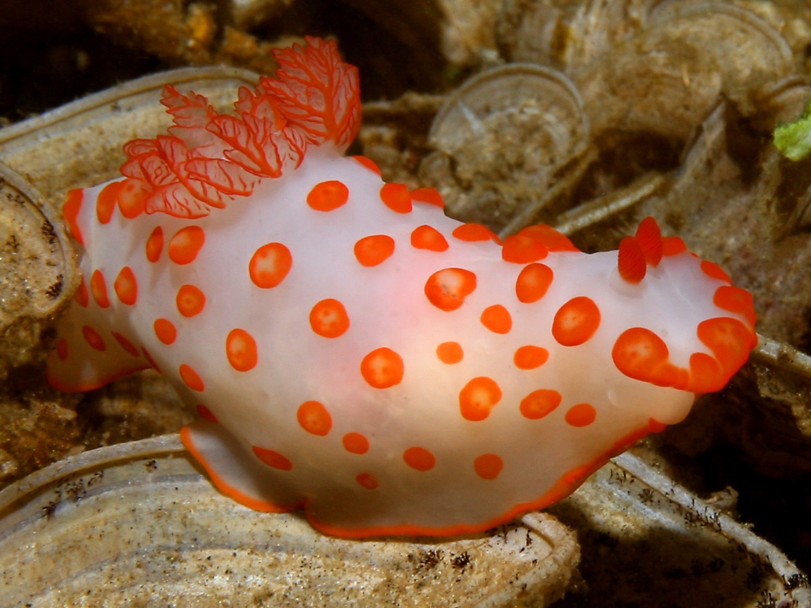 Gymnodoris rubropapillosa